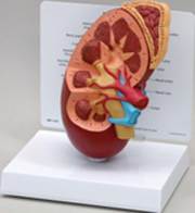 Kidney Pharmaceutical and Anatomical Model Gifts